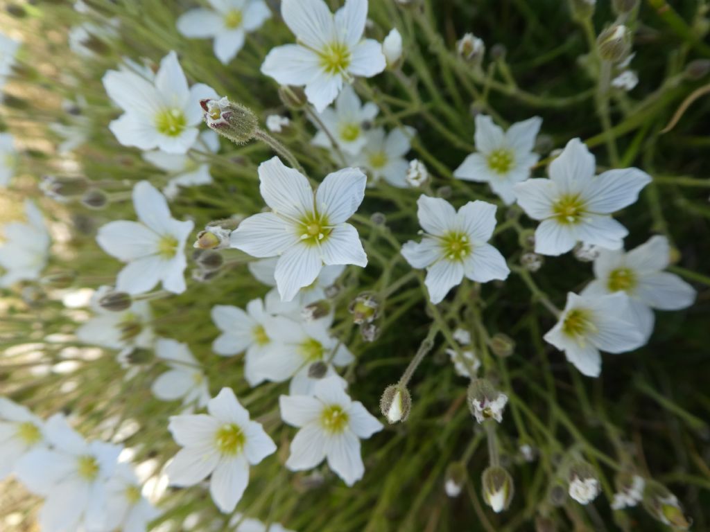 Cherleria capillacea / Minuartia capillare